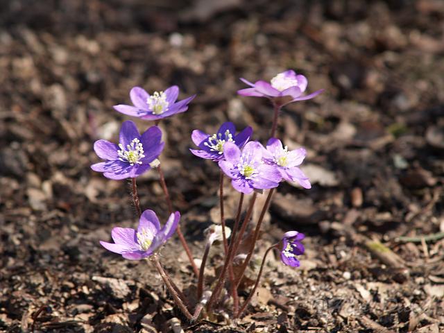 Hepatica nob.Alois Fichte1.JPG